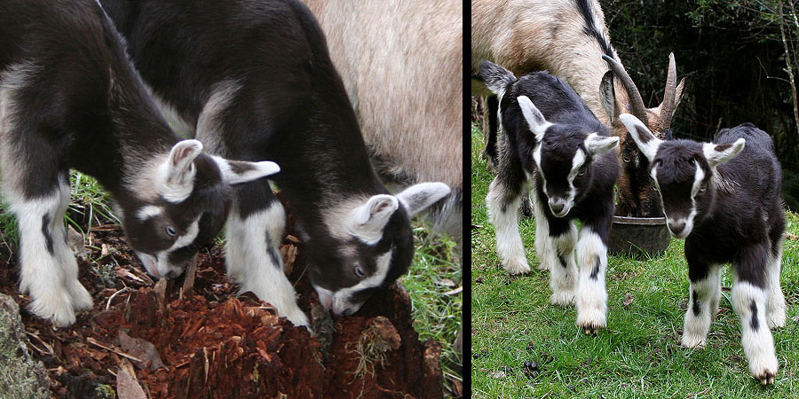 toggenburg baby goat